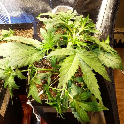 Tropa de Elite growlog photo: Lst