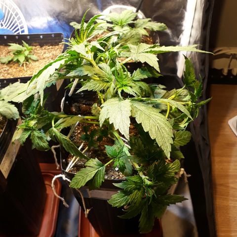 Tropa de Elite growlog photo: Lst