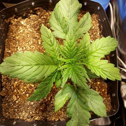 Critical Plus Auto #2 growlog timeline photo