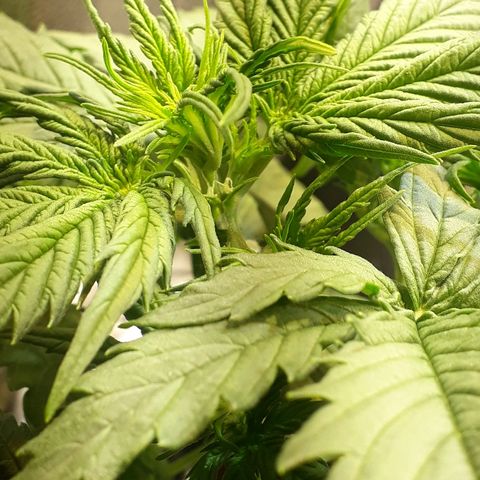 Tropa de Elite growlog photo: Início pré floração. Cabelinhos brancos começaram a nascer. 