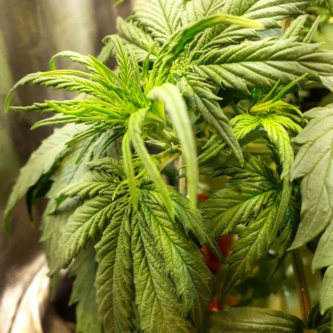 Tropa de Elite growlog photo: Início pré floração 