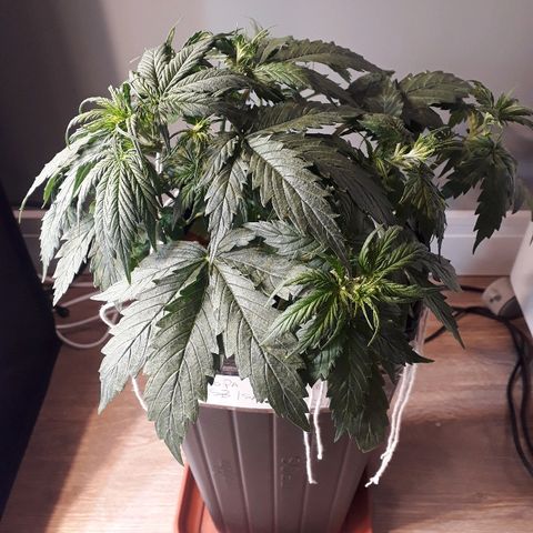 Tropa de Elite growlog timeline photo