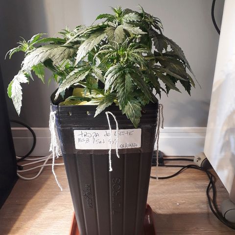 Tropa de Elite growlog timeline photo