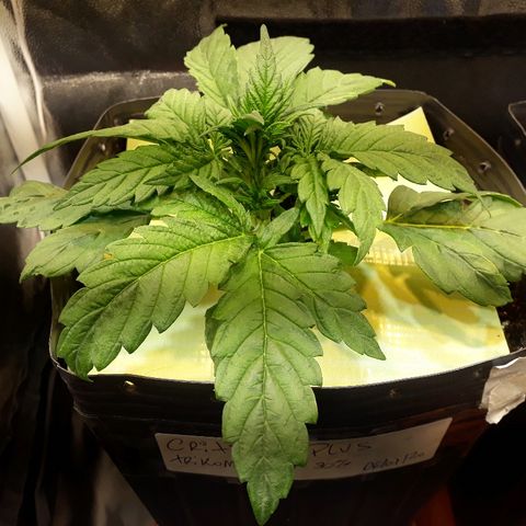 Critical Plus Auto #2 growlog timeline photo