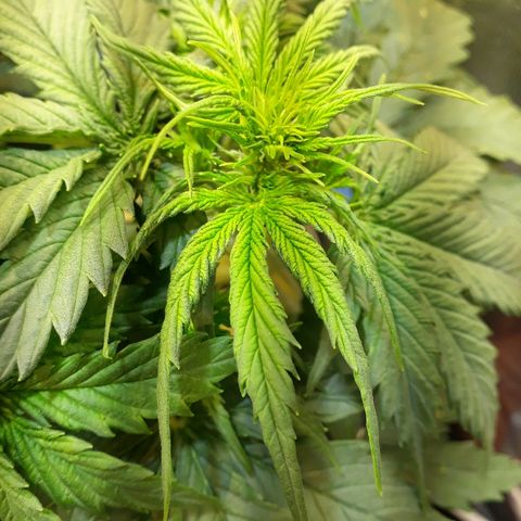 Tropa de Elite growlog timeline photo
