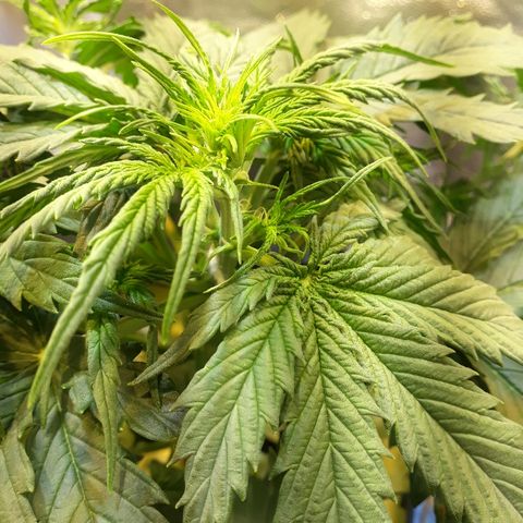 Tropa de Elite growlog timeline photo