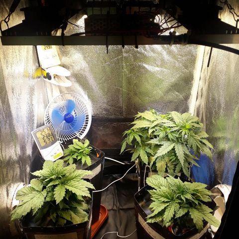 Tropa de Elite growlog timeline photo