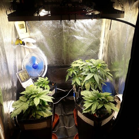 Tropa de Elite growlog timeline photo