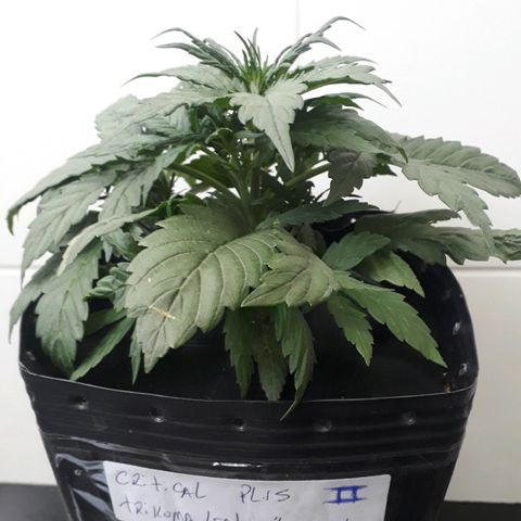 Critical Plus Auto #2 growlog photo: ANTES LST