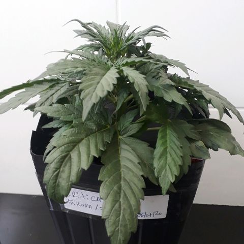 Critical Plus Auto #2 growlog photo: ANTES LST