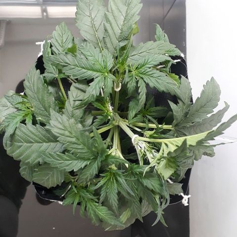 Critical Plus Auto #2 growlog photo: LST