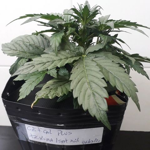 Critical Plus Auto #2 growlog photo: ANTES LST