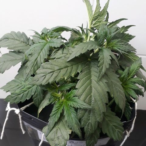 Critical Plus Auto #2 growlog photo: LST