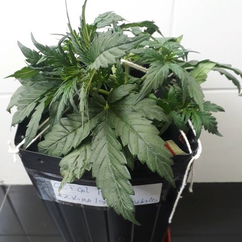 Critical Plus Auto #2 growlog photo: LST