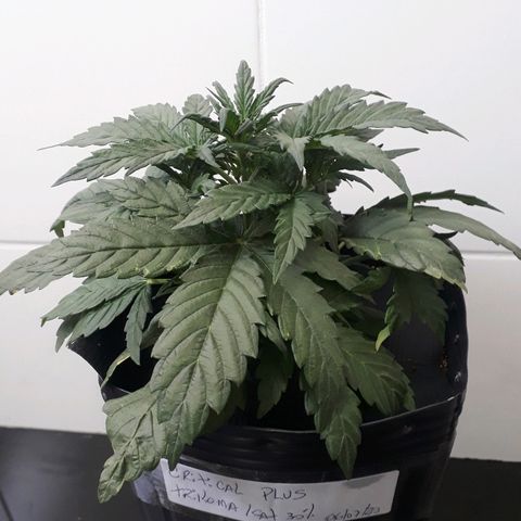 Critical Plus Auto #2 growlog photo: ANTES LST