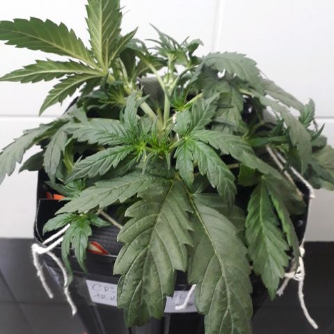 Critical Plus Auto #2 growlog photo: LST