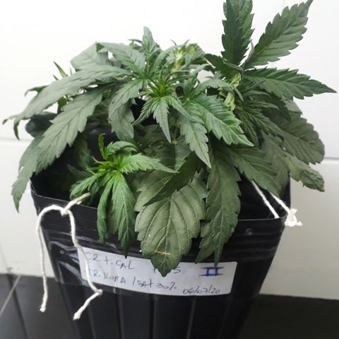 Critical Plus Auto #2 growlog photo: LST