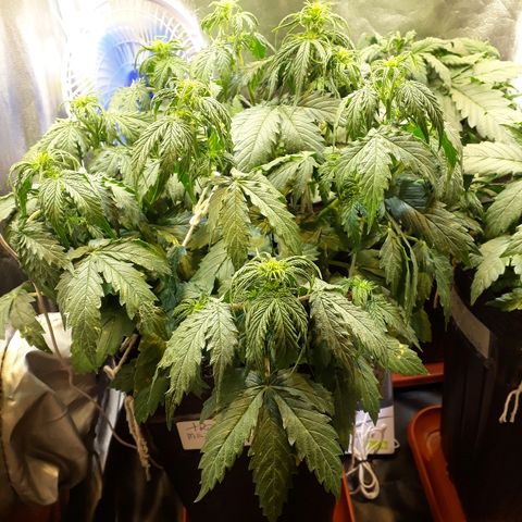 Tropa de Elite growlog photo: Murcha, creio que por falta de rega.