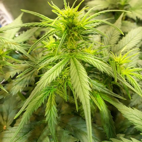 Tropa de Elite growlog timeline photo