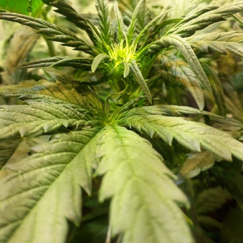 Critical Plus Auto #2 growlog timeline photo