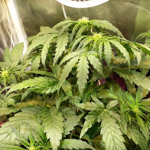 Critical Plus Auto #2 growlog timeline photo