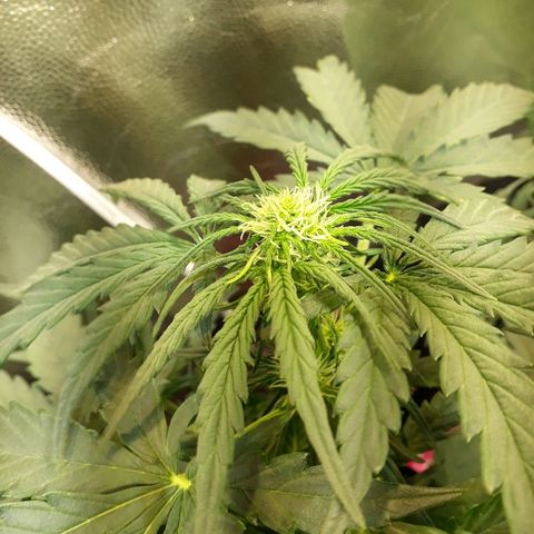 Critical Plus Auto #2 growlog timeline photo