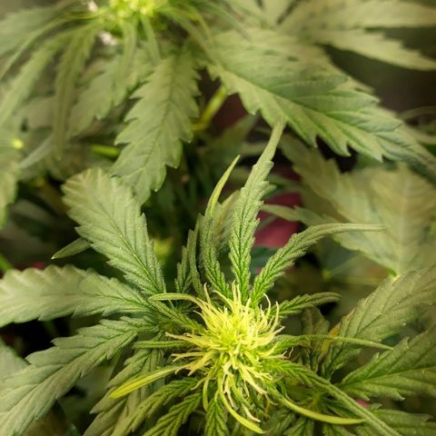 Critical Plus Auto #2 growlog timeline photo