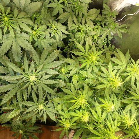 Tropa de Elite growlog timeline photo