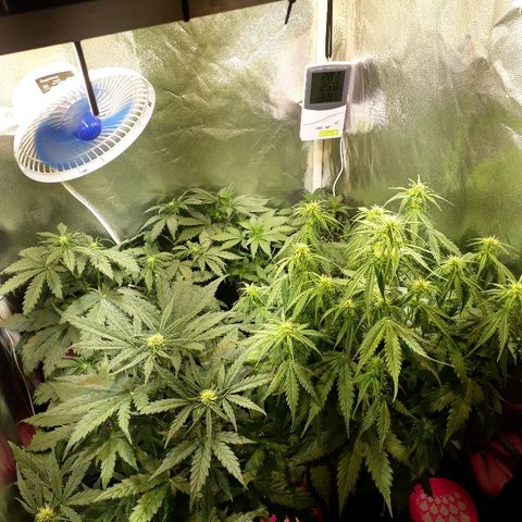 Tropa de Elite growlog timeline photo