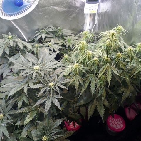 Tropa de Elite growlog timeline photo