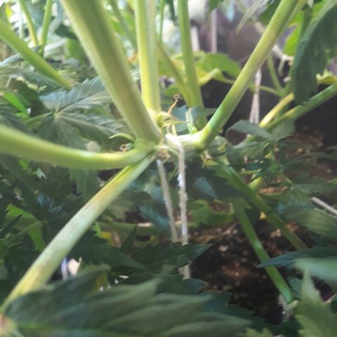 Tropa de Elite growlog timeline photo