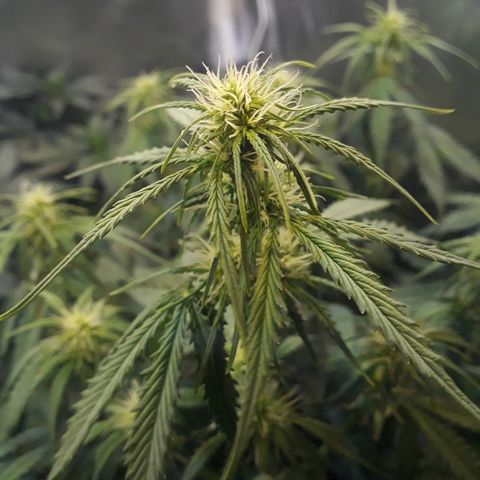 Tropa de Elite growlog timeline photo