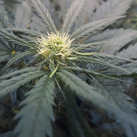Critical Plus Auto #2 growlog timeline photo
