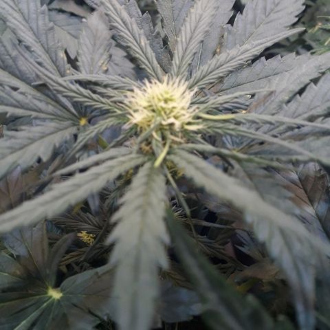 Critical Plus Auto #2 growlog timeline photo