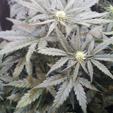 Critical Plus Auto #2 growlog timeline photo