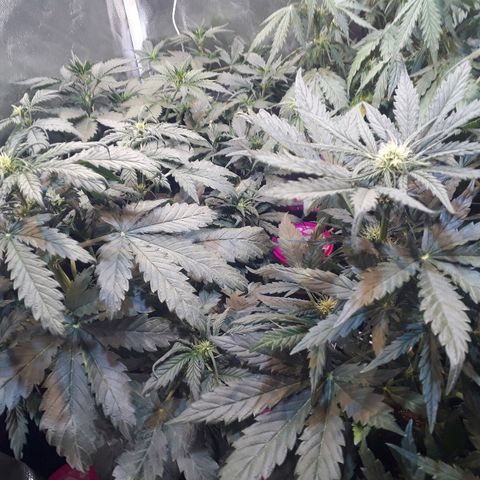 Critical Plus Auto #2 growlog timeline photo
