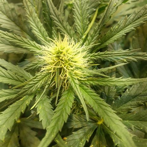 Critical Plus Auto #2 growlog timeline photo