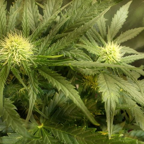 Critical Plus Auto #2 growlog timeline photo
