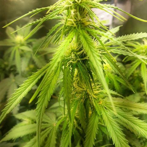 Tropa de Elite growlog timeline photo
