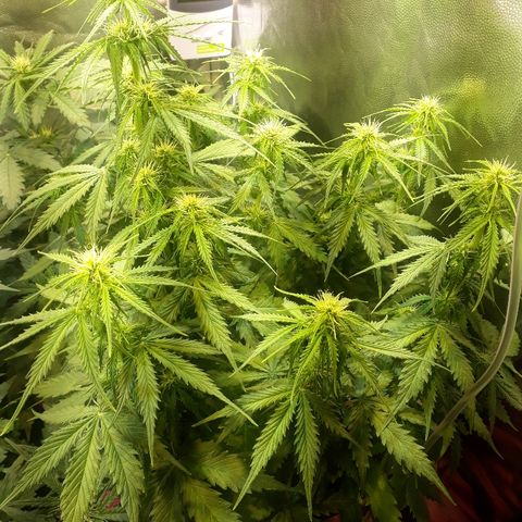 Tropa de Elite growlog timeline photo