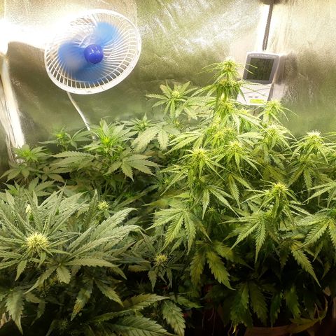 Tropa de Elite growlog timeline photo