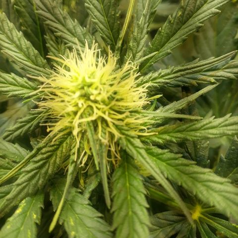 Critical Plus Auto #2 growlog timeline photo