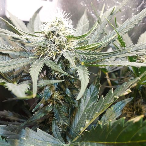 Critical Plus Auto #2 growlog timeline photo