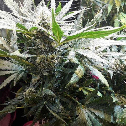 Critical Plus Auto #2 growlog timeline photo