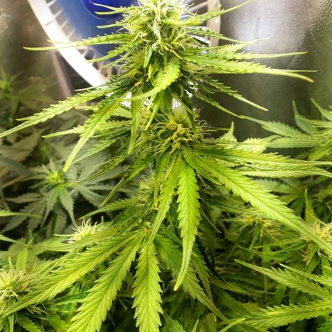 Tropa de Elite growlog timeline photo