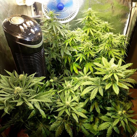 Tropa de Elite growlog timeline photo