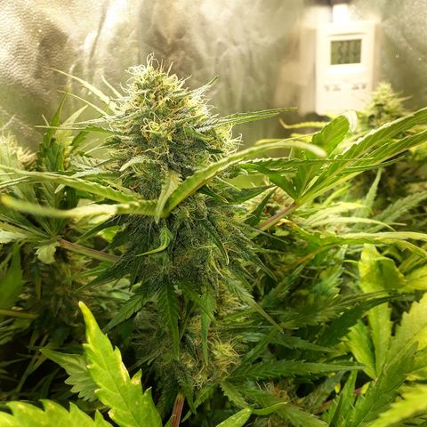 Critical Plus Auto #2 growlog timeline photo