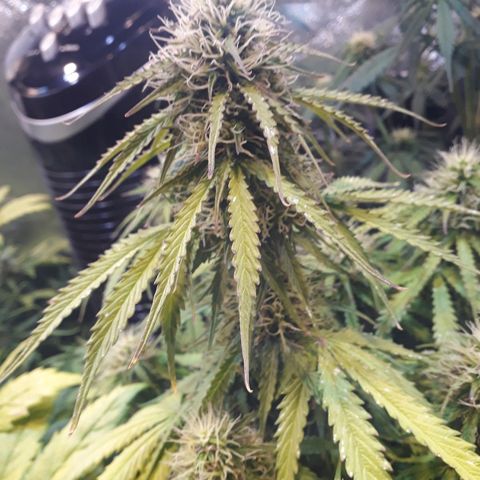 Tropa de Elite growlog timeline photo