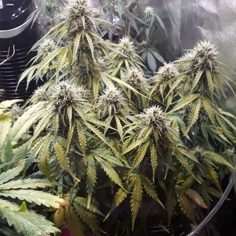 Tropa de Elite growlog timeline photo