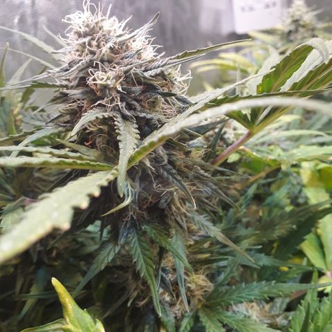 Critical Plus Auto #2 growlog timeline photo